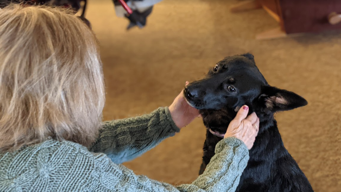 Dog Post 6
